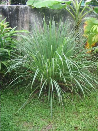 Cette plante herbace tropicale de la famille des Poaces (gramines), cultive pour ses tiges et feuilles aux qualits aromatiques, a pour nom savant  Cymbopogon citratus . Sous quel nom la connait-on mieux ?