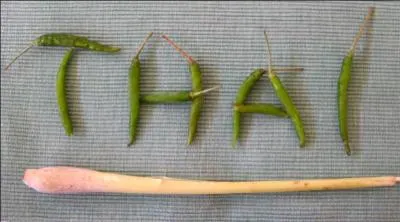 Autrefois, les Thalandais n'utilisaient ni cuillres, ni fourchettes, ni couteaux. Comment mangeaient-ils ?