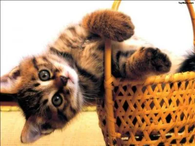 Qui aime les chats ?