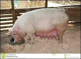 Quel est le rgime alimentaire du porc ?