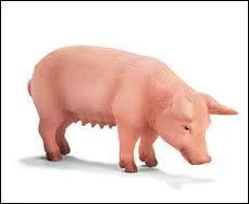 Quel est le nom donn  une femelle leve pour la reproduction ?