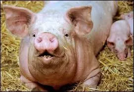 Quel est le nom du mle adulte ?