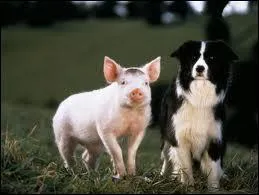 Comment s'appelle ce petit cochon de fiction, devenu berger ?