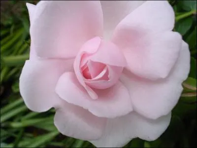  Et rose elle a vcu ce que vivent les roses . A qui doit-on cet alexandrin ?