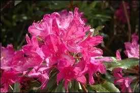 Quel est le nom de cette fleur ?