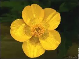 Quel est le nom de cette fleur ?