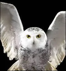 Comment meurt Hedwige ?