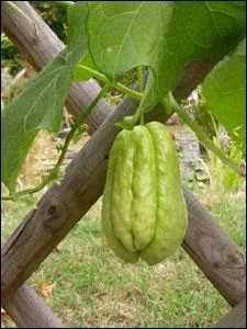 Quel est ce lgume des les appel aussi  christophine  ou  chouchou  ?