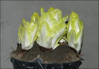 Ce lgume plus blanc que vert dans son utilisation est nomm  chicon  par nos amis du nord de la France. Quel est son nom ?