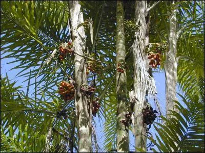 Comment s'appelle ce lgume dlicieux, qui est en fait la partie centrale du tronc d'un arbre exotique ?