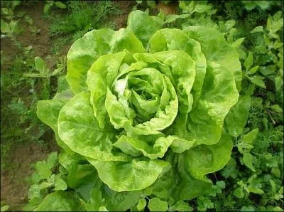 Ce lgume peut se dcliner de mille manires, et s'appeler tour  tour  romaine ,  frise ,  trvise  ou encore  batavia . Quel est son nom gnrique ?