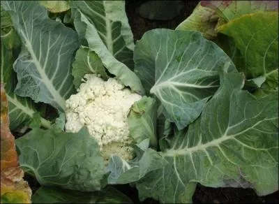 Ce lgume parfois breton a une telle connotation potique qu'il a mme des bouquets. Quel est son nom ?