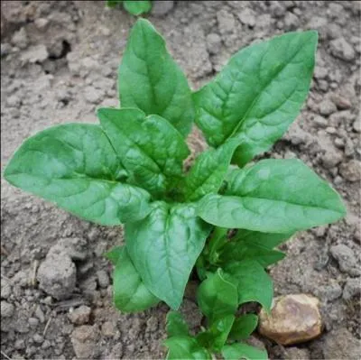 Quel est ce lgume en branches, cher  Popeye ?