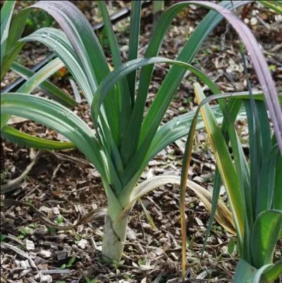 Ce lgume dlicieux et fort  la fois comporte une varit dite  Monstrueux de Carentan . Quel est son nom ?