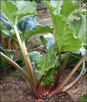 Comment s'appelle ce lgume, connu comme plante mdicinale en Chine depuis trs longtemps et utilise surtout ... dans les desserts ?