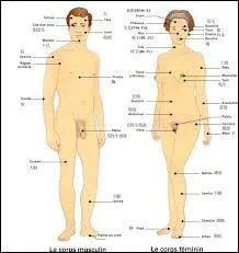 Quel est le pourcentage d'eau dans le corps humain ?