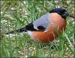 Reconnaissez-vous cet oiseau ? c'est le ...