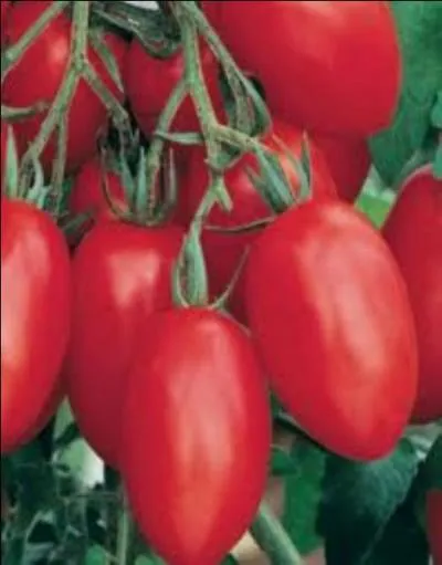 La saison des tomates est hlas termine chez nous, cette varit trs bonne a pour nom ...