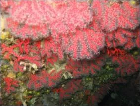 Que voyez-vous sur la photo ?