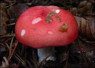 Quel est ce champignon ?