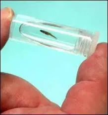 Quel est le poisson le plus petit au monde ?