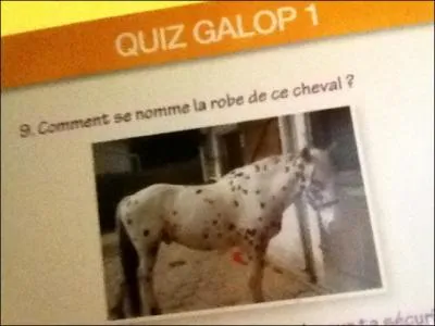 Comment se nomme la robe de ce cheval ?