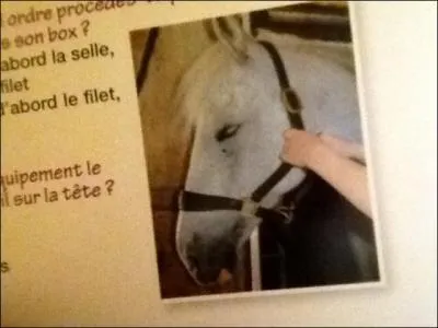 Quel quipement ce cheval a-t-il sur la tte ?