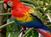 Quiz Des oiseaux colors