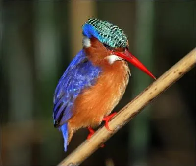 Une petite merveille du bord de nos rivires. Quel est son nom ?