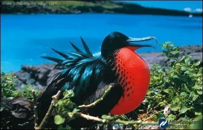 En piqu, c'est l'un des animaux les plus rapides du monde. Quel est son nom ?