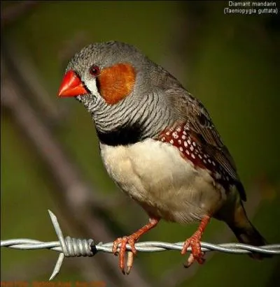 Quel est le rsultat entre une pierre prcieuse et un sage asiatique ?