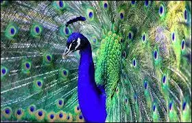 Vaniteux et splendide  la fois, il fait la roue en appelant son ami Lon. Qui est-ce ?