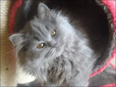 Quelle race de chat n'existe pas ?