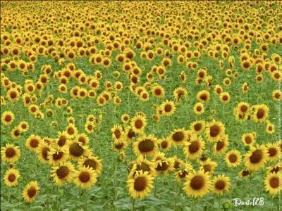  Rveille-toi, c'est beau la vie et si ton cur a des ennuis, on t'offrira pour oublier ... .   Que veut offrir ce chanteur, venu d'Algrie aprs avoir t instituteur,  son ami ?