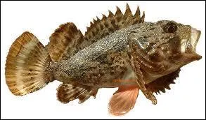 Reconnaissez-vous ce poisson nomm parfois sbaste  et qui entre dans la composition de la bouillabaisse ?
