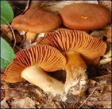 Quels noms portent ces champignons dont l'ingestion est mortelle ?
