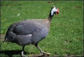 Reconnaissez-vous cet animal qui cacabe ?