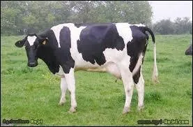 Quel est cet animal ?