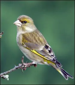 Quel est cet animal ?