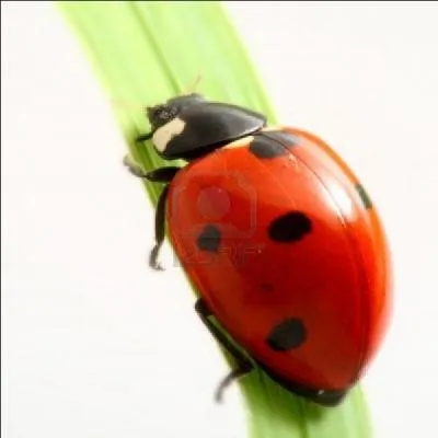 Quel est cet animal ?