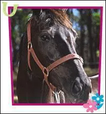 Comment s'appelle ce cheval ?