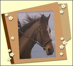 Comment s'appelle ce cheval ?