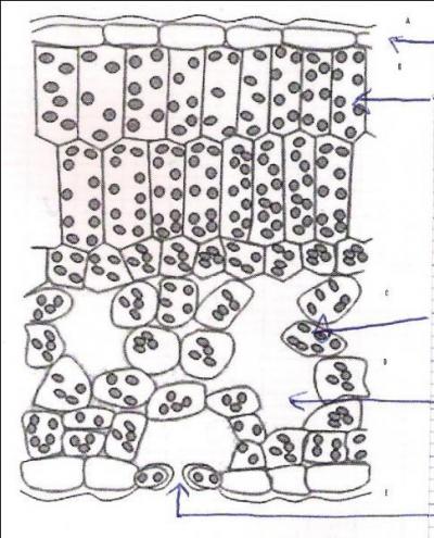 A quoi correspond la lettre D ?