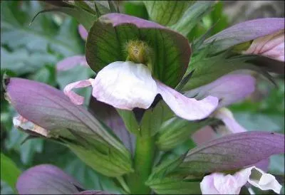 Quelle est cette plante mditerranenne, inspire des chapiteaux corinthiens et grecs, et qui fut largement utilise dans l'ornementation provenale ?