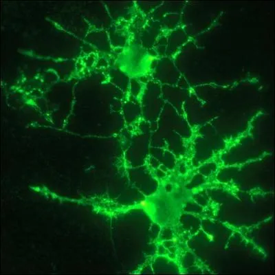 Une gaine de myline entoure le nerf de faon continue.