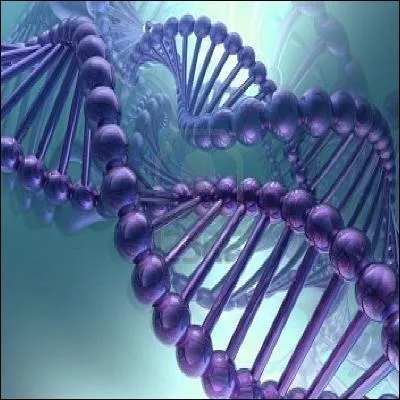 La traduction de l'ARNm permet la synthse des acides amins.