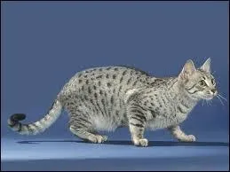 Quelle est la race de celui-ci ?