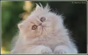 Avec ses yeux de poisson rouge, on peut bien sr se douter que ce chat est un...