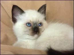 Quelle est la race de ce chat ?