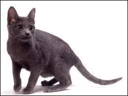 Quelle est la race de celui-ci ?